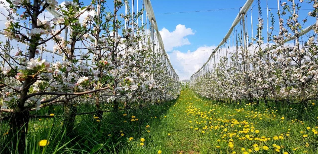 Affittacamere Dolce Sogno Coredo Dış mekan fotoğraf